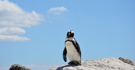 Serwery z Linuxem zagrożone. Trojan SpeakUp atakuje 6 dystrybucji
