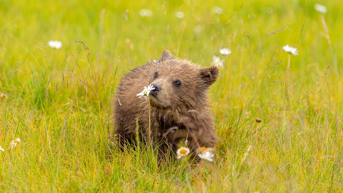 Urocze niedźwiadki na zdjęciach na poprawę humoru 1