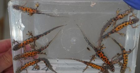 Zaskoczenie w Starym Zoo. Uciekły w PRL-u