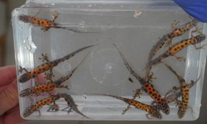 Zaskoczenie w Starym Zoo. Uciekły w PRL-u