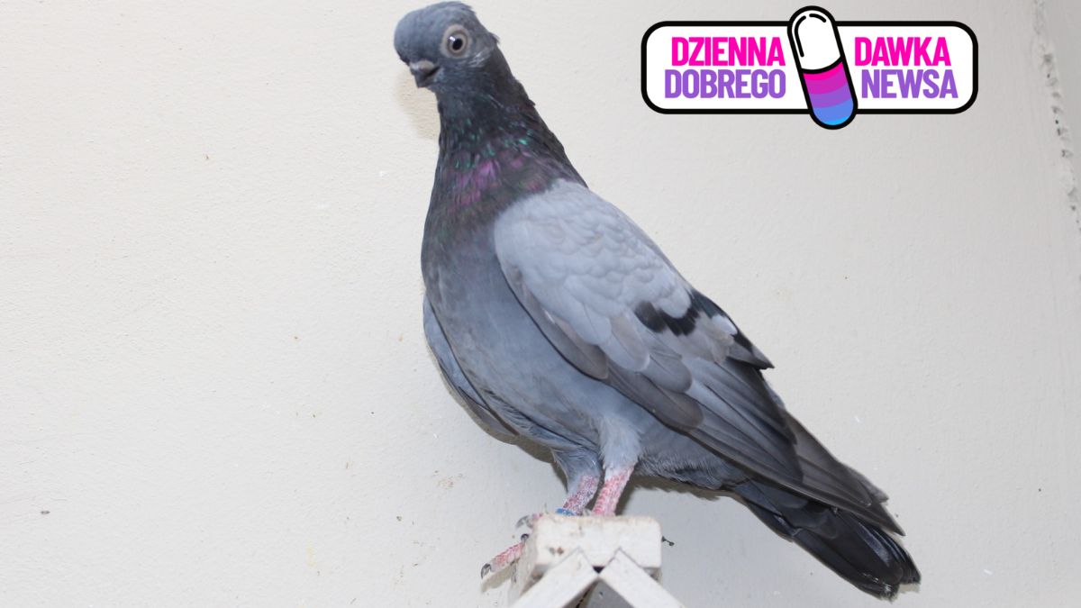 Edward Krychowiak z dumą prezentuje swoje gołębie. A ma ich pona