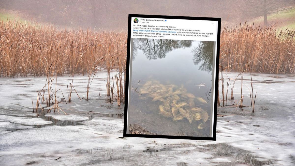 Martwe karpie podrzucone do stawu