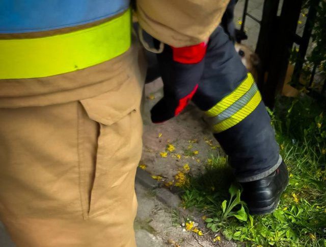 Pies zaklinował się w bramie. Udana interwencja strażaków w Markuszowie