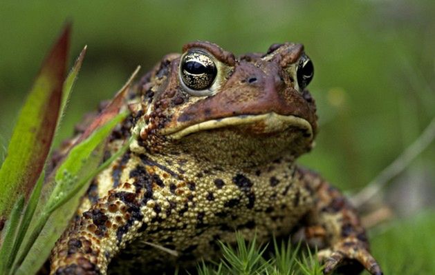 Ropuchy wyczuwają trzęsienie ziemi