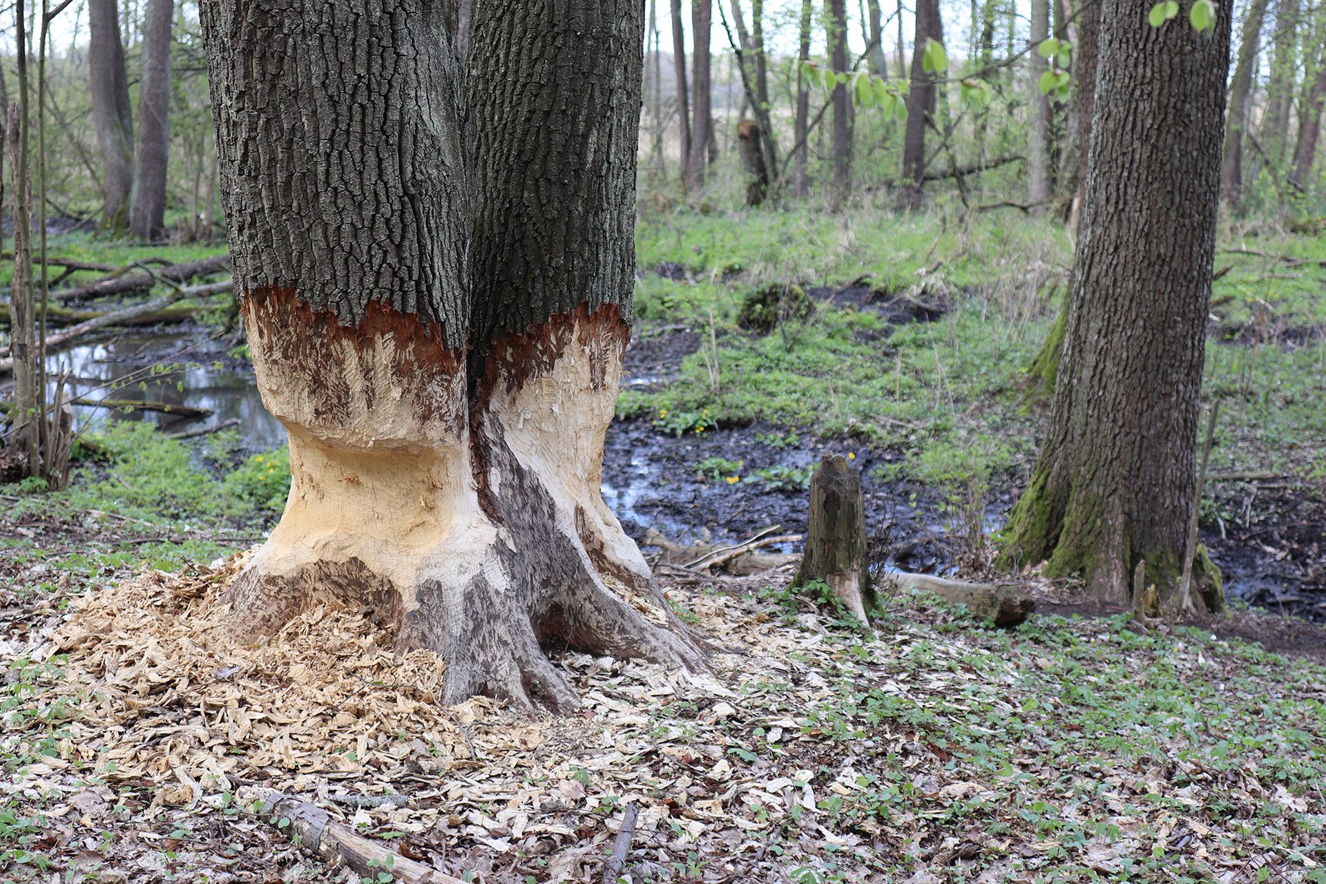 Canon EOS 77D - zaawansowana lustrzanka dla pasjonatów [test] 68