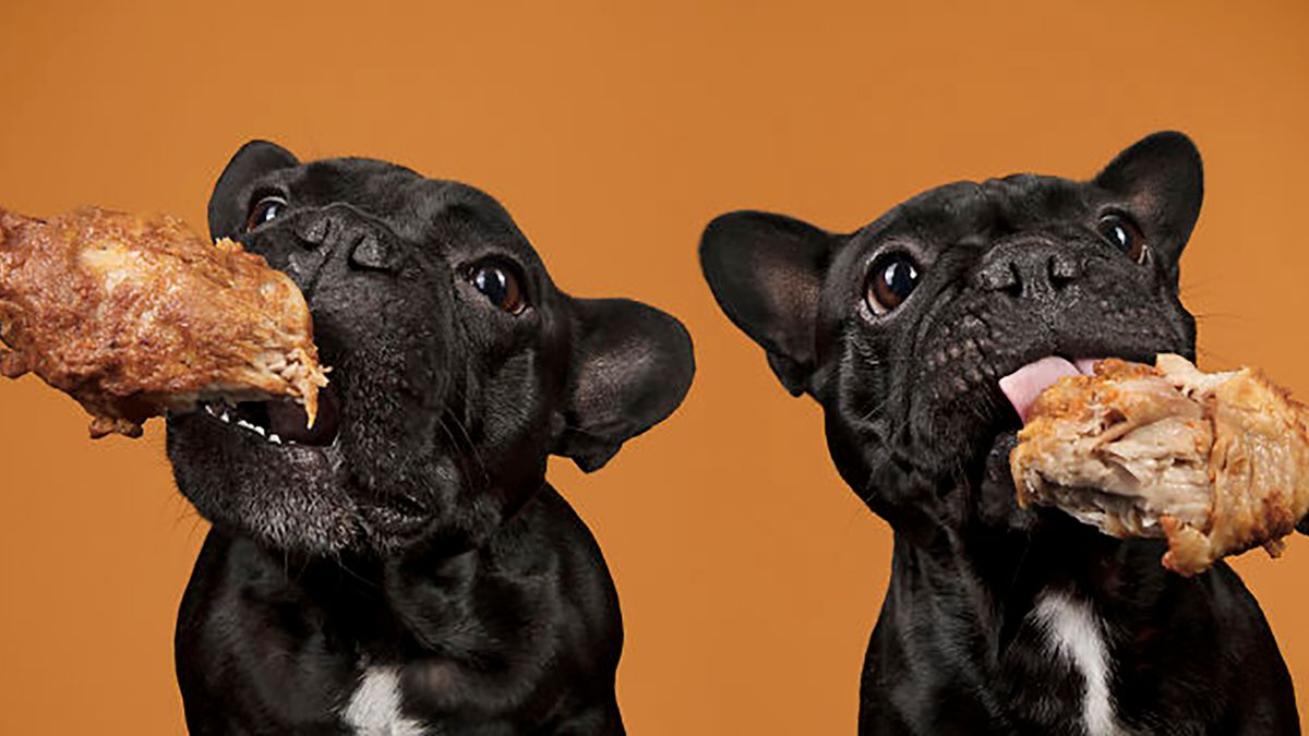 Fotografka pokazała psie niebo. Pełno w nim uśmiechu i smaczków 1