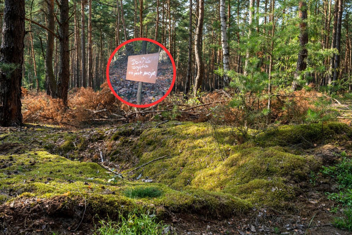 Ujęcie z lasu. Stanęła taka tabliczka. "To jest moje"