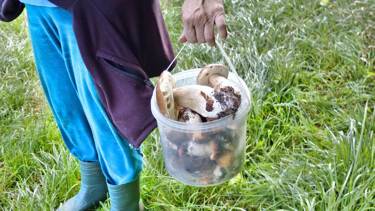 Grzybobranie już w czerwcu? Okazało się, że to możliwe 