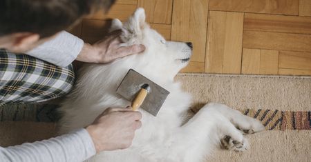 Wyrzucasz sierść psa? Wielki błąd. Zapakuj i wyślij