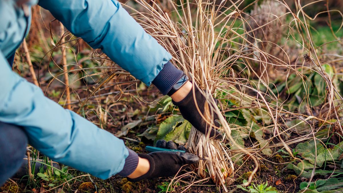 Kiedy przycinac trawy ozdobne?