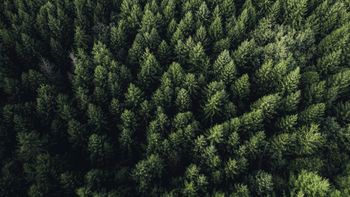 Problem w polskich lasach. "Jeżeli trend się utrzyma, mogą praktycznie zniknąć"