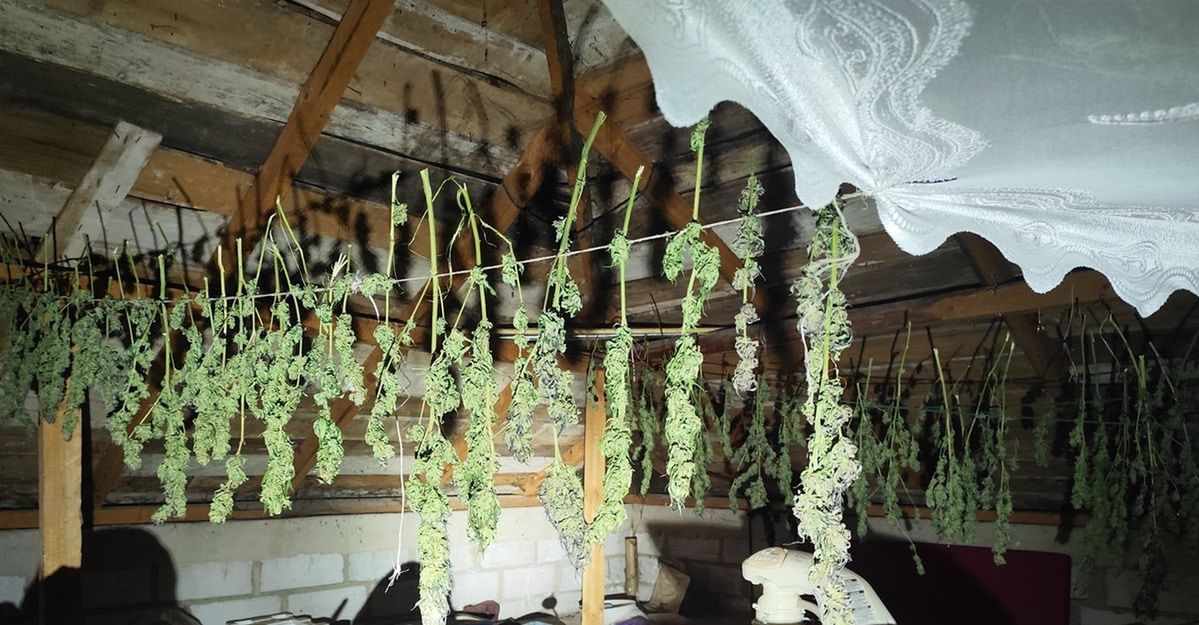 Łomża: Ponad 6 kg marihuany przejęte — 39-latek zatrzymany