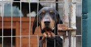 Gorzów Wlkp.: Psy marzną każdej zimy w schronisku. Mieszkańcy chcą ogrzewanego budynku i zbierają podpisy