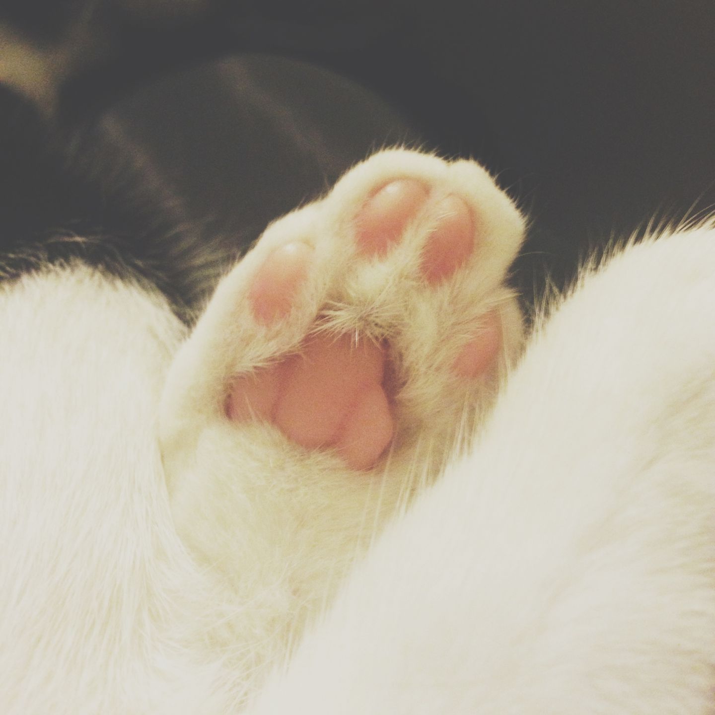 Kilka szybkich ujęć, czyli fotografowanie domowego zwierza smartfonem 3