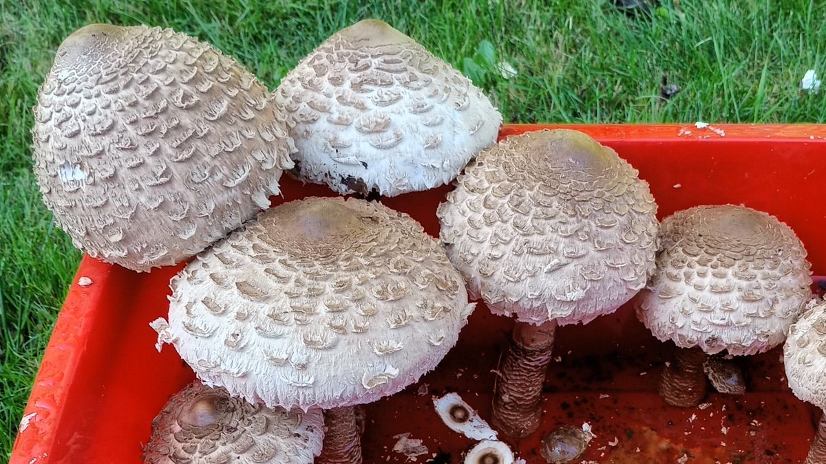 Kanie - sezonowe pyszności przed ugotowaniem