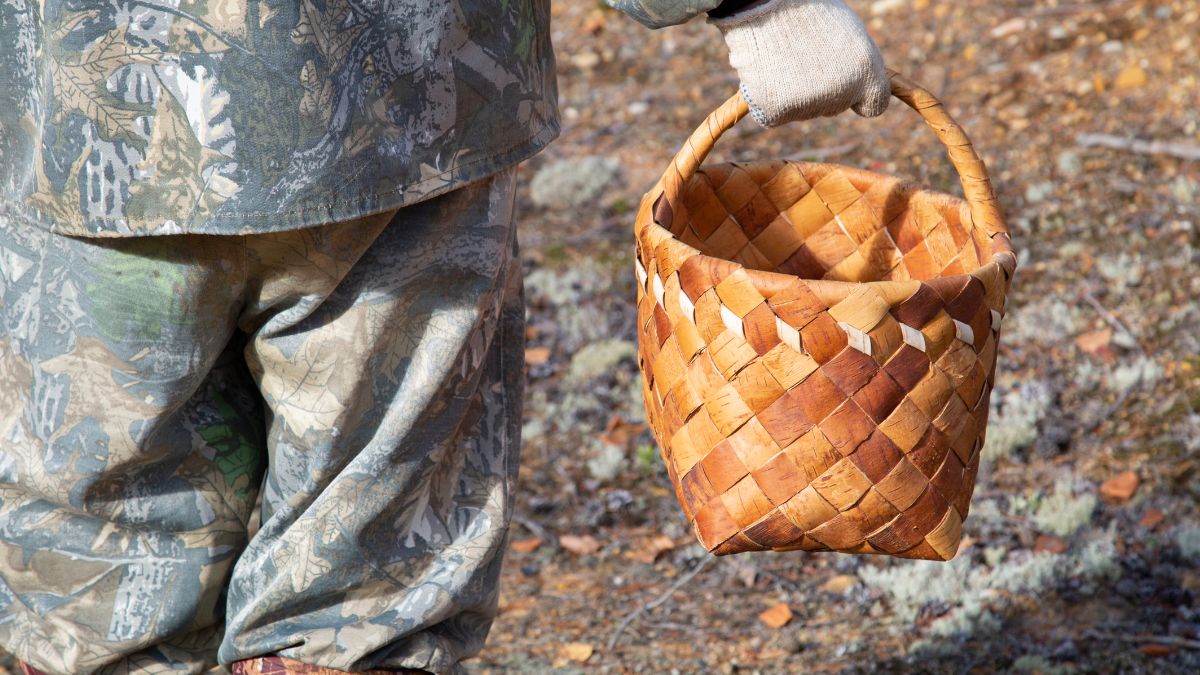 Jakie grzyby można zbierać w marcu?