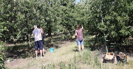 Gospodarz ogłosił samozbiory czereśni. Tylko 15 zł za kg