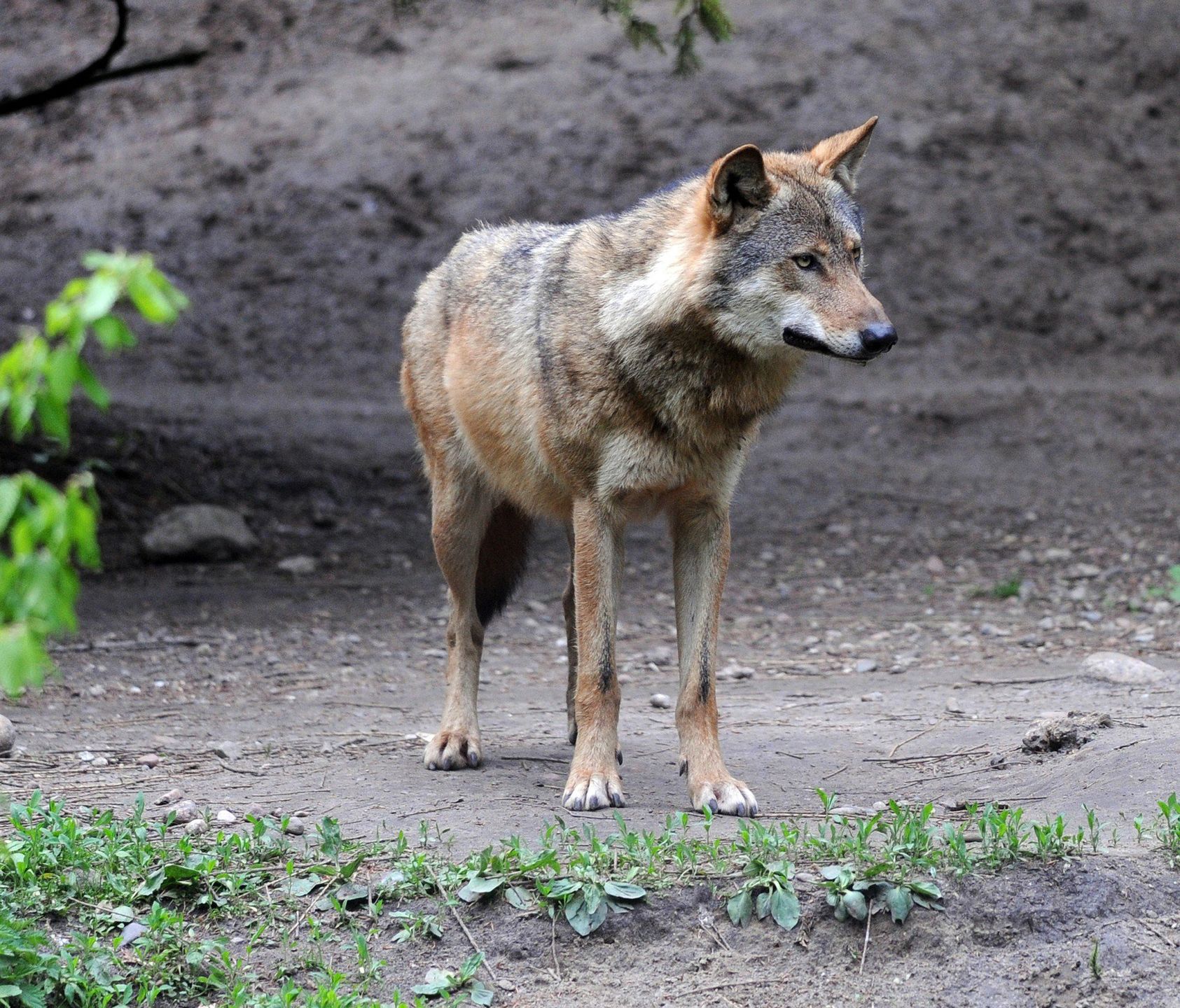 Mieszkańcy Małych Stawisk obawiają się kolejnych ataków wilków.