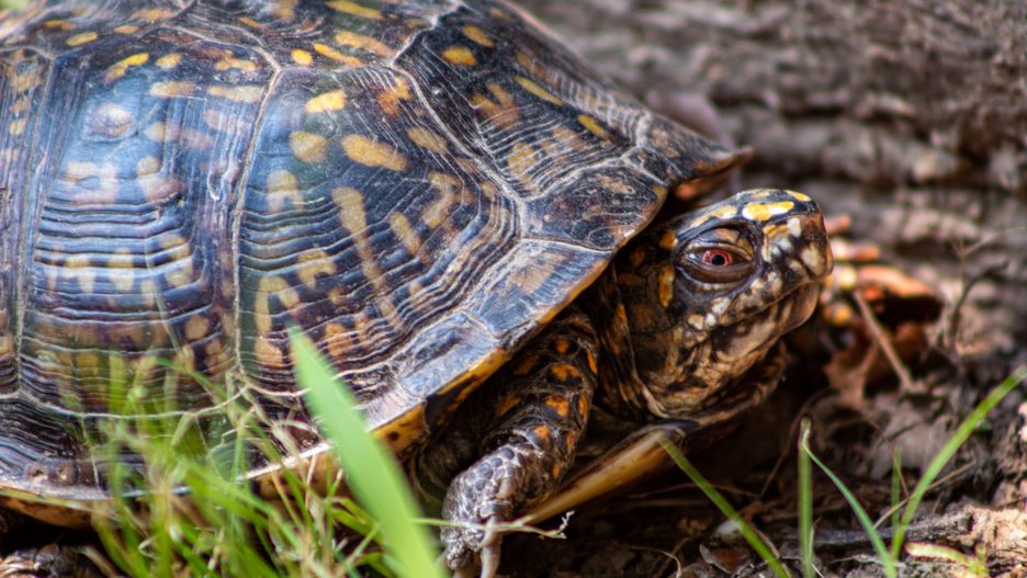 Wigierski Park Narodowy: Drapieżny żółw z Kalifornii złapany