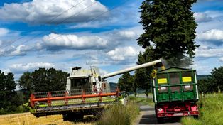 Rolnicy płacą majątek za zadbane egzemplarze. Polują na jedną markę