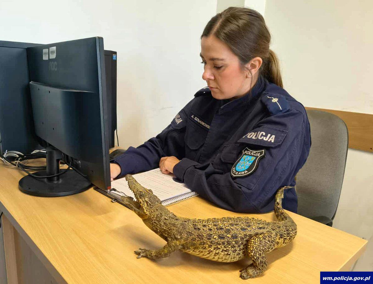 Spreparowany aligator wystawiony na sprzedaż