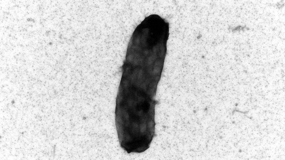 Endozoicomonas lisbonensis seen under a microscope