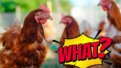 O czym gdaczą kurczaki? Tajemnica wyszła na jaw