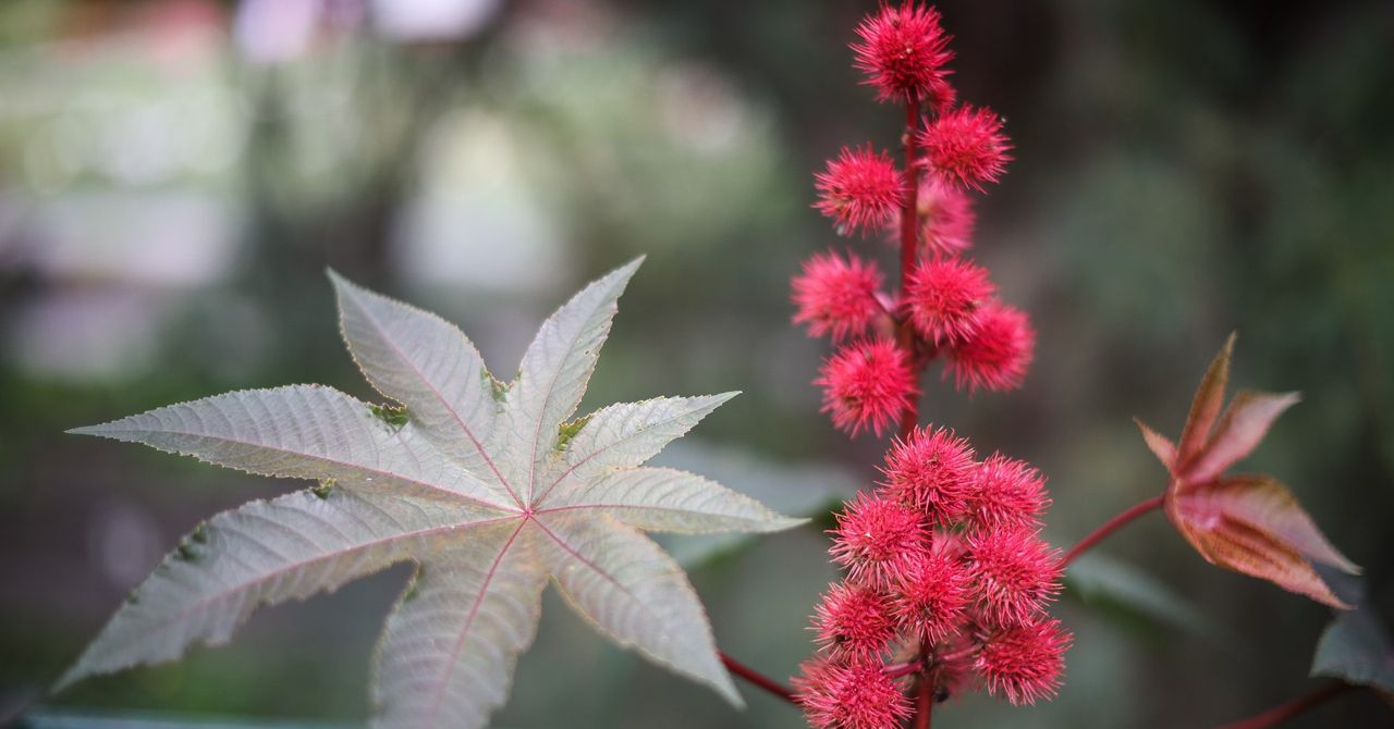 Rącznik, czyli rycynus. Jest piękny, intrygujący i śmiertelnie niebezpieczny