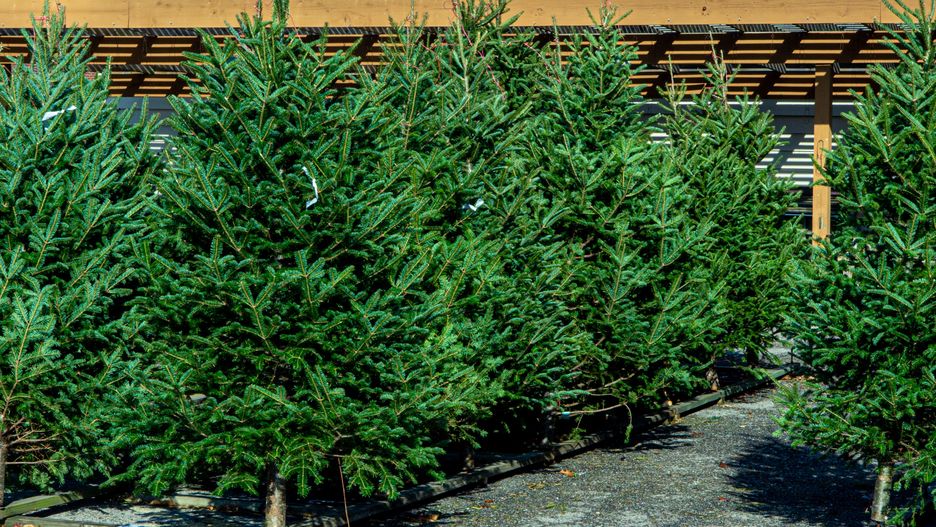 Choinki na święta. Cena 2023. Ile kosztują drzewka na Boże Narodzenie?