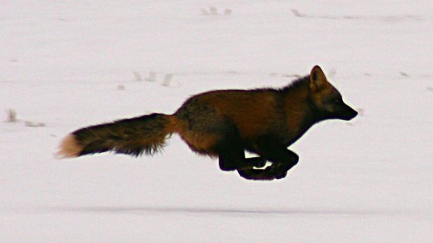 Firefox 8 równie szybki jak Chrome. Nie do wiary? 1