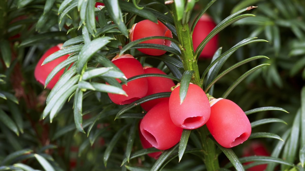 Common Yew or European Yew tree (Taxus baccata) with ripe berries in autumnCommon Yew (Taxus baccata) in autumn. Part of plants such as seeds and needles are highly toxic and lethal when consumed. The red arillus however, is non-poisonous - Hesselberg region, Bavaria/GermanyKlaus Honal