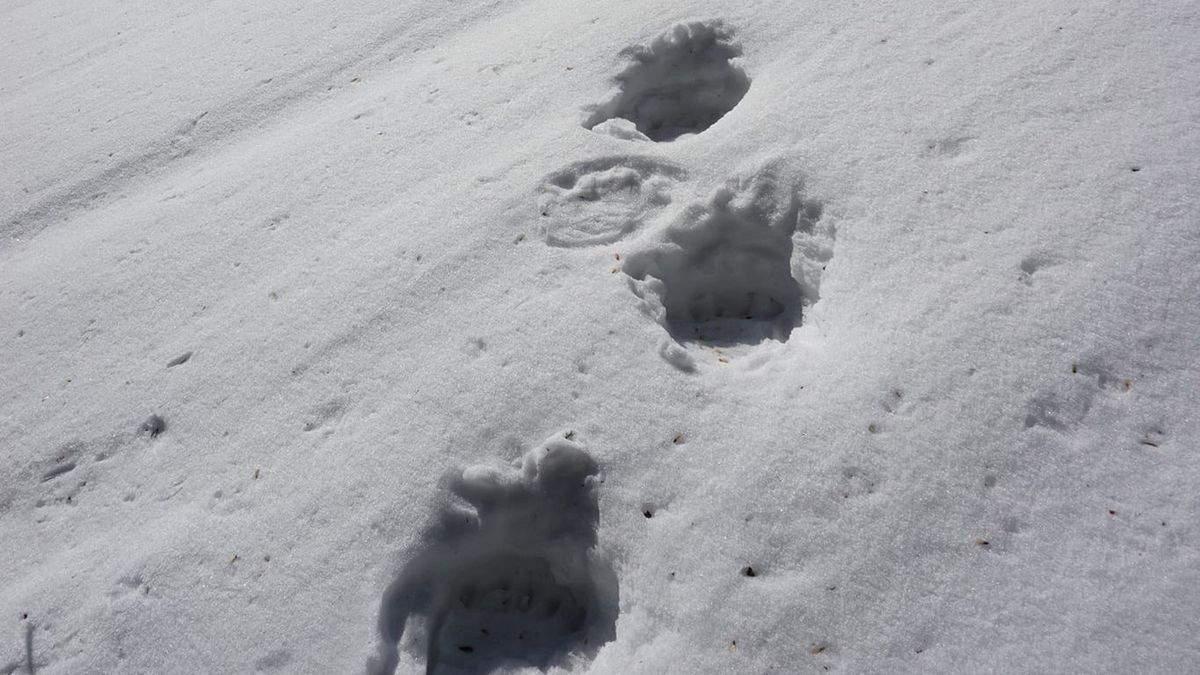 Polskie niedźwiedzie budzą się z zimowego snu