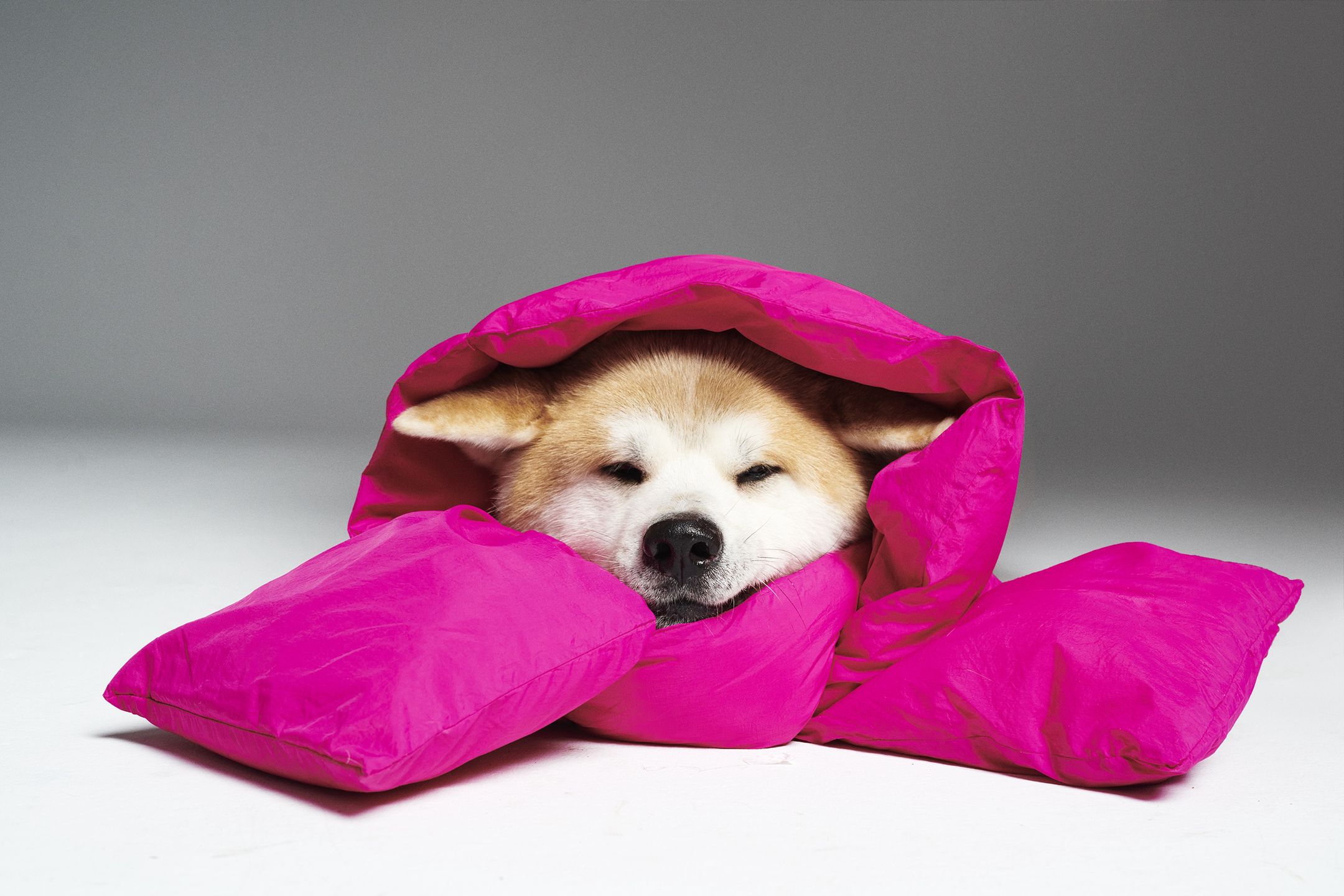 #AdoptujŚwiadomie! Szukamy domu dla uratowanego z pseudohodowli Sibu 
