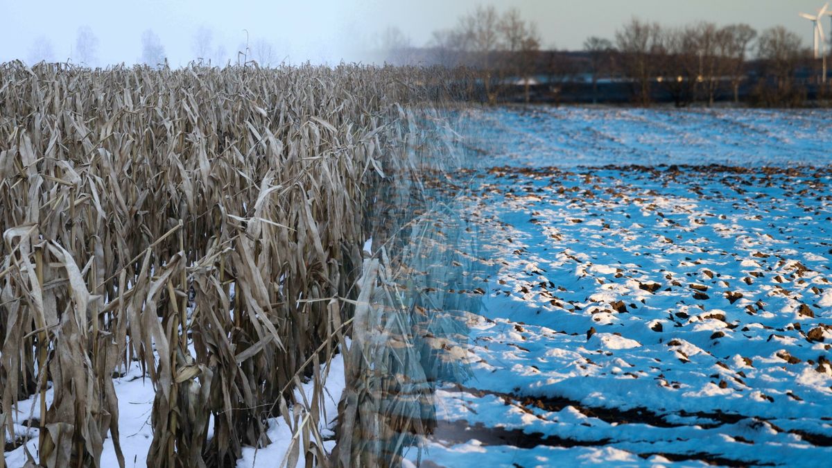 Pokrywa śnieżna chroni glebę pod uprawy przed siarczystymi mroza