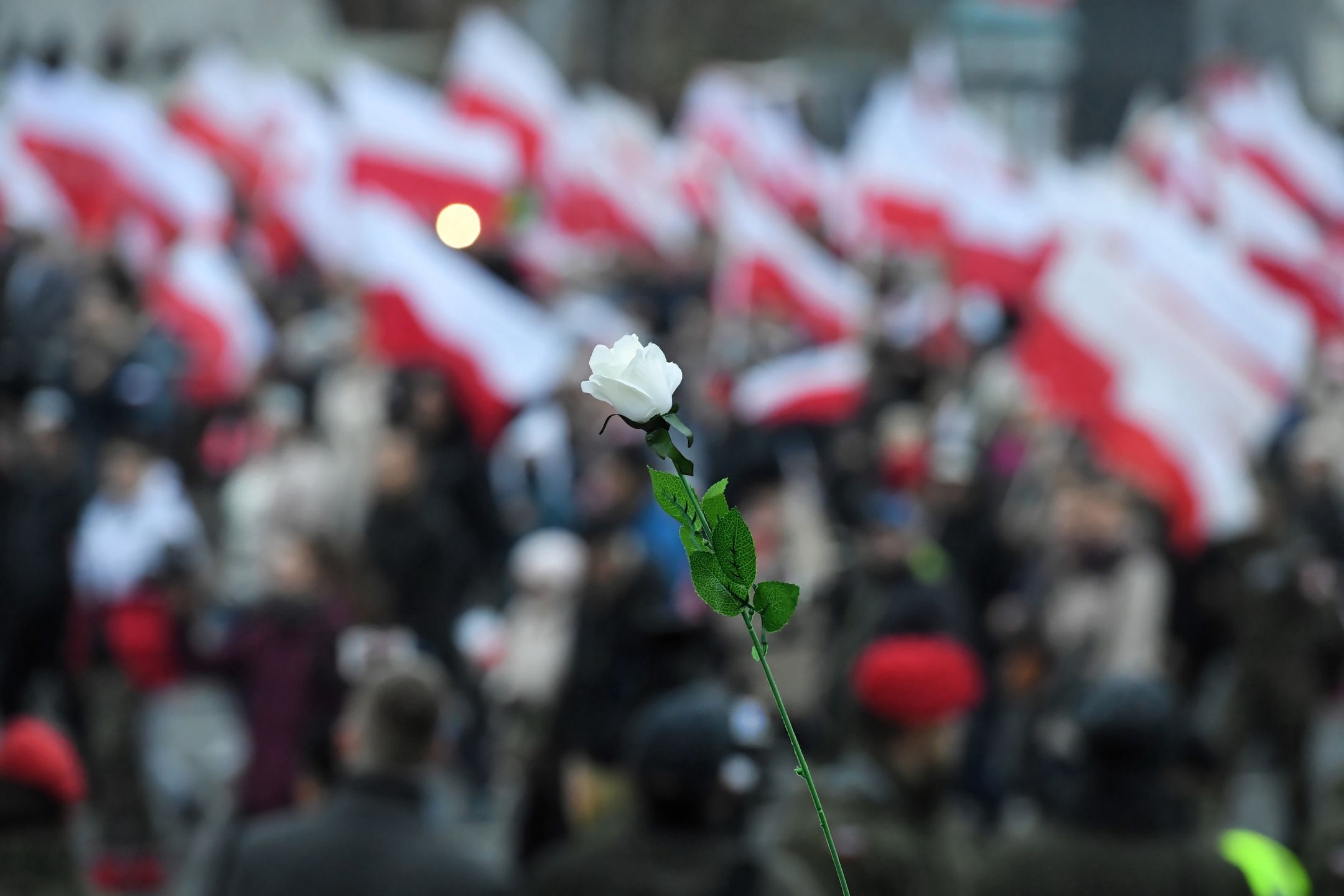 Białe róże to symbol pokojowej walki z faszyzmem