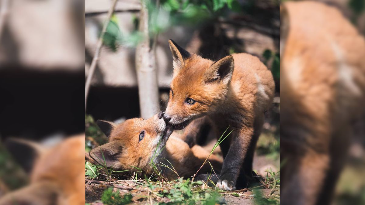 Śledził lisy przez 3 lata. Zaufały mu i zapozowały do zdjęć 1