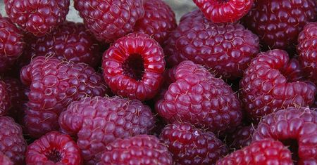 Maliny znikają z targowisk. Plantatorzy mówią o kryzysie
