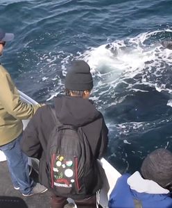 Niezwykle przyjazne humbaki. Nagranie ze spotkania w Kalifornii