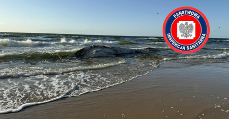 Martwy wieloryb wyrzucony na plażę w Wisełce. Sanepid bada próbki wody