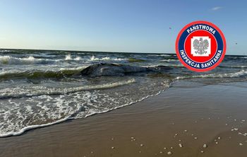 Martwy wieloryb wyrzucony na plażę w Wisełce. Sanepid bada próbki wody