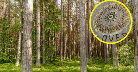 Pokazali, co znaleźli w lesie. "Dziękujemy nieznanemu twórcy"