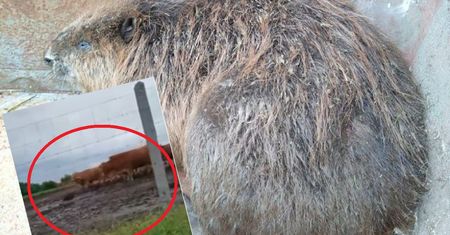 Agresywny bóbr z Ulhówek terroryzował krowy. Gryzoń został nagrany [WIDEO]