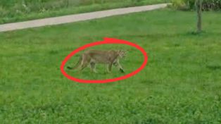 Alarm na Mazowszu. Puma to jednak AI? Policja komentuje