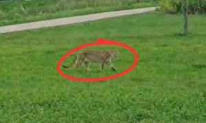Alarm na Mazowszu. Puma to jednak AI? Policja komentuje