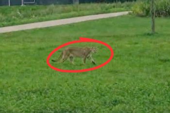 Alarm na Mazowszu. Puma to jednak AI? Policja komentuje