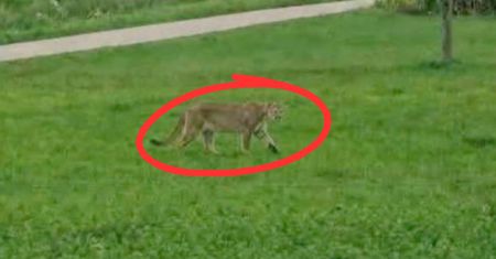 Alarm na Mazowszu. Puma to jednak AI? Policja komentuje