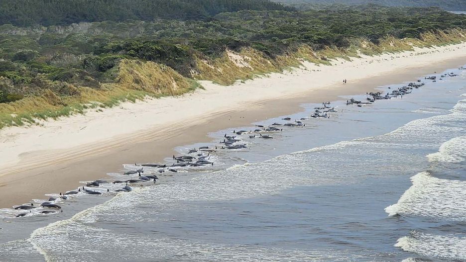 Na brzegu Tasmanii znaleziono ponad 200 waleni 