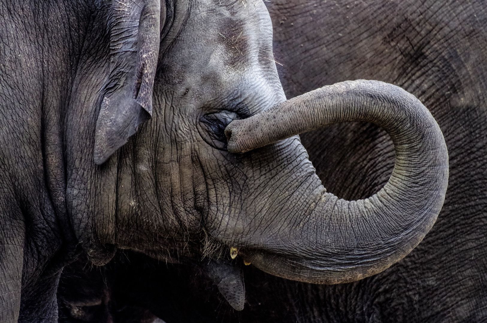 Tragedia w zoo. Słoń zabił swojego opiekuna