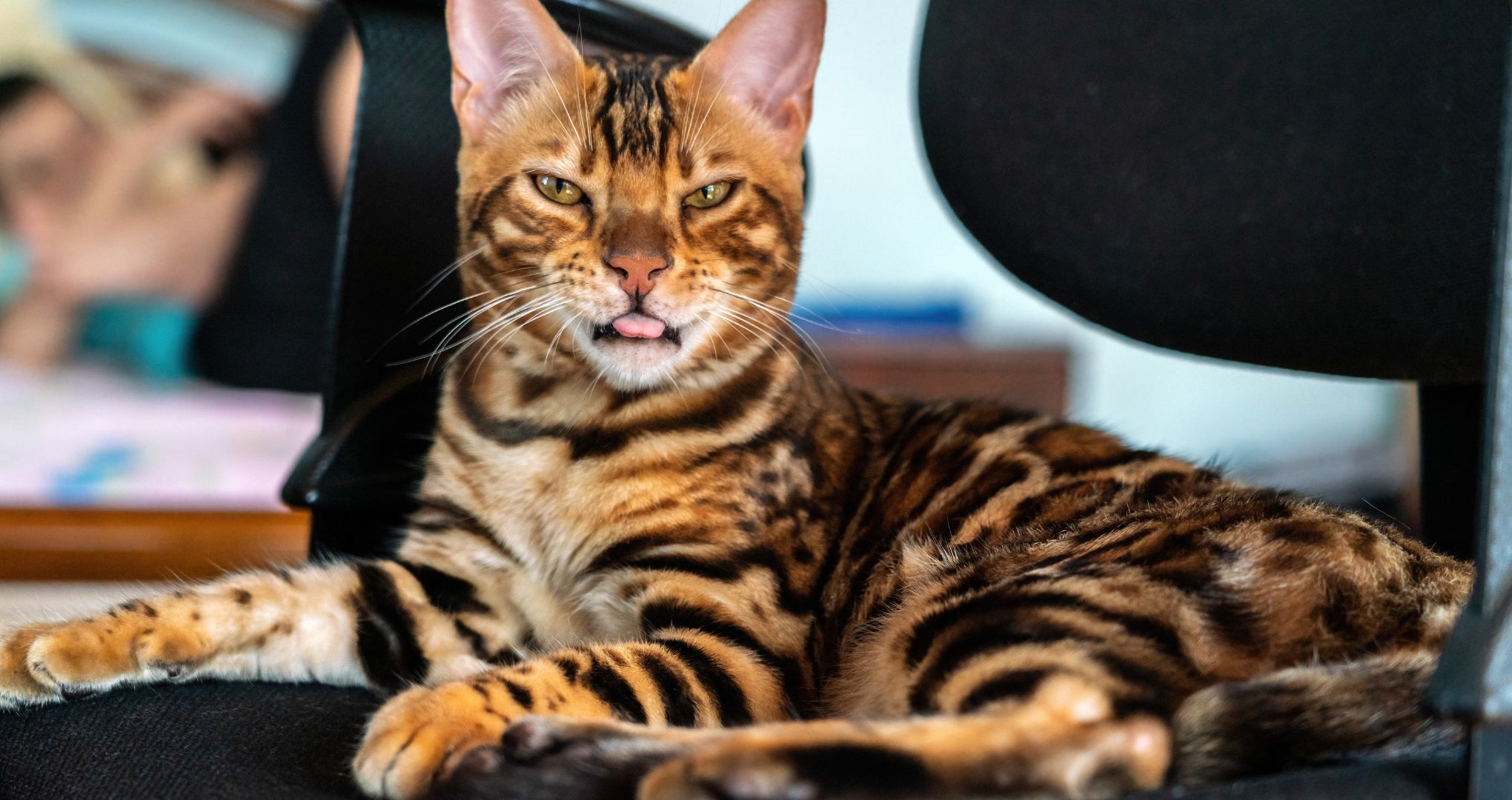 Kot bengalski