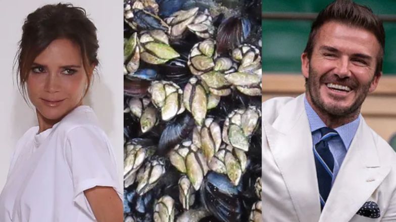 David Beckham porównuje stopy żony do... skorupiaka